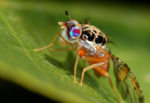 Ovalle es declarada libre de Mosca de la Fruta