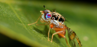 Ovalle es declarada libre de Mosca de la Fruta