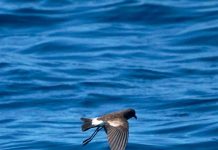 Efectos del cambio climático en aves marinas