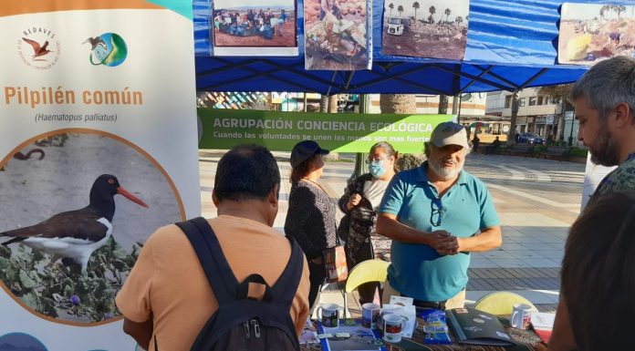 Vuelve la Feria de Conservación Marina en Coquimbo