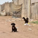 Animalistas piden plan para proteger mascotas ante posibles desalojos