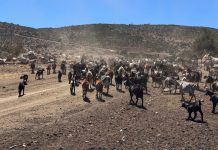 MINAGRI y Banco Estado activan financiamiento FOGAPE especial para apoyar a agricultores frente a contingencias que afectan al sector agroalimentario