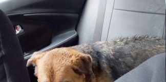 Rescate de perros abandonados en medio del diluvio