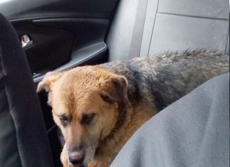 Rescate de perros abandonados en medio del diluvio