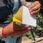Mosca de la fruta: Ocho campañas siguen activas y nuevas detecciones retrasan fin de la emergencia