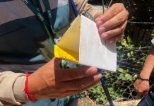 Mosca de la fruta: Ocho campañas siguen activas y nuevas detecciones retrasan fin de la emergencia