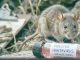 Declaran alerta sanitaria por hantavirus