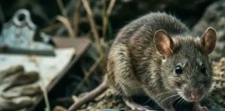 Declaran alerta sanitaria por hantavirus desde Atacama hasta Magallanes
