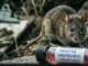 Declaran alerta sanitaria por hantavirus desde Atacama hasta Magallanes