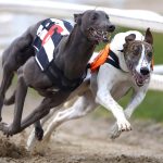 Postergan nuevamente votación de proyecto que busca prohibir carreras de galgos