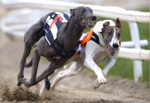 Postergan nuevamente votación de proyecto que busca prohibir carreras de galgos