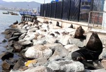 Artesanales piden revisar la veda del lobo marino por graves daños en sus faenas
