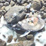 Encuentran varada a ballena jorobada