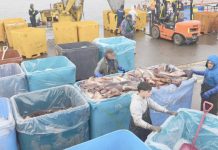 Pescadores artesanales rechazan captura industrial de la jibia