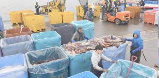 Pescadores artesanales rechazan captura industrial de la jibia