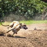 Primera comuna de la región que prohíbe carreras de galgos