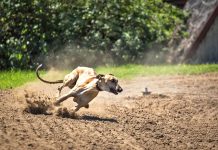 Primera comuna de la región que prohíbe carreras de galgos