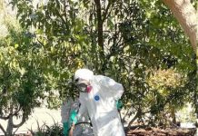 Mosca de la fruta mantiene nueve focos activos