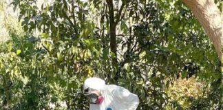 Mosca de la fruta mantiene nueve focos activos