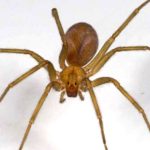 Joven mordido por araña de rincón evoluciona favorablemente