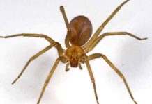 Joven mordido por araña de rincón evoluciona favorablemente