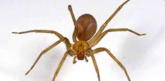 Joven mordido por araña de rincón evoluciona favorablemente