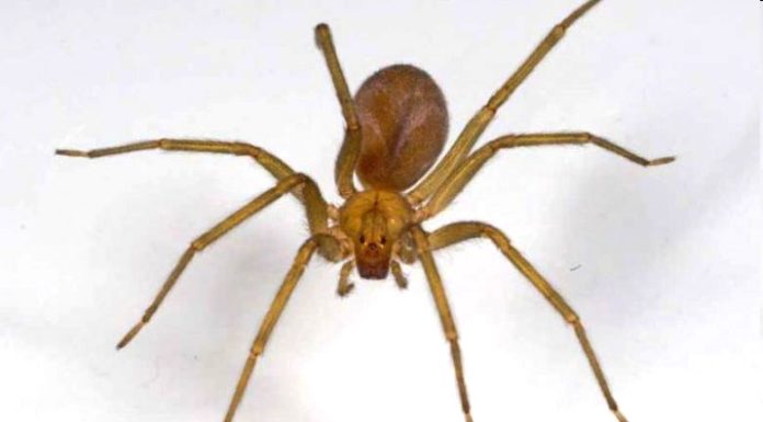 Joven mordido por araña de rincón evoluciona favorablemente