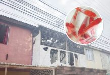 Peces Koi fueron salvados de las llamas