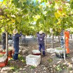 Por cada dólar que se invierte en promoción del pisco retornan US$3 a Chile