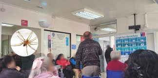 Hospital explica atención de joven fallecido por mordedura de araña de rincón