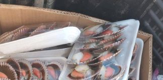 2 mil unidades de ostiones fueron incautadas en Tongoy