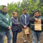 Liberan 250 mil insectos estériles para frenar reproducción de Mosca de la Fruta