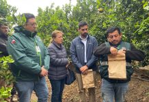 Liberan 250 mil insectos estériles para frenar reproducción de Mosca de la Fruta