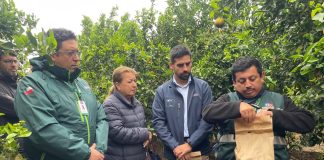 Liberan 250 mil insectos estériles para frenar reproducción de Mosca de la Fruta