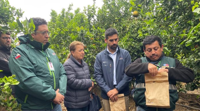 Liberan 250 mil insectos estériles para frenar reproducción de Mosca de la Fruta
