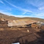 Pérdida de ganado y menor producción marcan complejo escenario para crianceros
