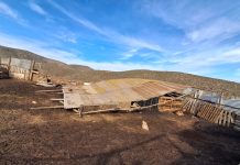 Pérdida de ganado y menor producción marcan complejo escenario para crianceros