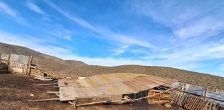 Pérdida de ganado y menor producción marcan complejo escenario para crianceros